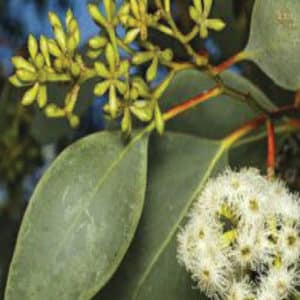 Water touched by Eucalyptus (eucalyptus radiata)