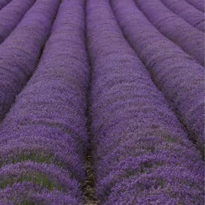 Water touched by Lavender (lavandula angustifolia)