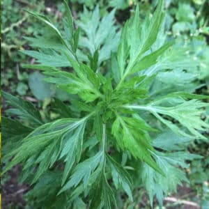 Mugwort Liquid Extract (Artemisia vulgaris) (Water Soluble)