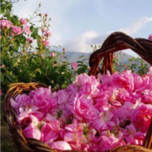 Water touched by Rose (rosa damascena)