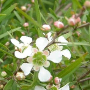 Water touched by Lemon Scented Tea Tree (leptospermum petersonii)
