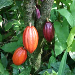 Cocoa Absolute (Theobroma cacao)