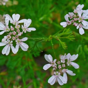 Coriander (Coriandrum sativum)