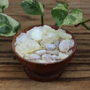 Gum Dammar (Dipterocarpaceae sp.)