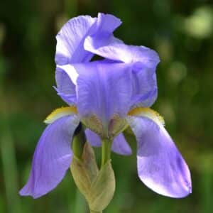 Orris Absolute (Iris pallida)