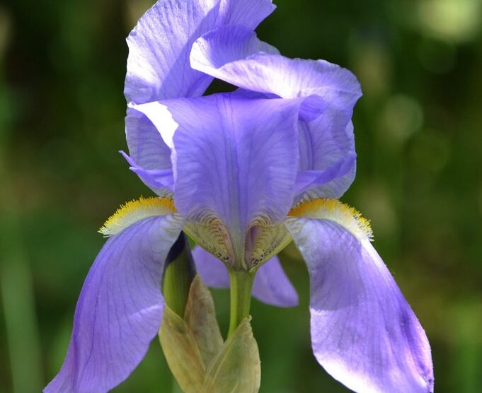 Orris Absolute (Iris pallida)