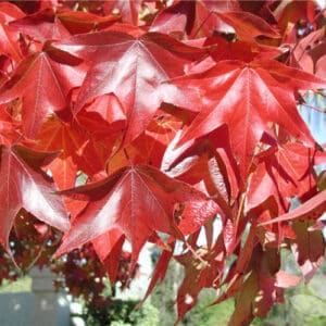 Liquidambar (Liquidambar styraciflua)
