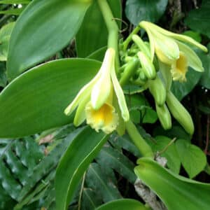Vanilla Liquid Extract (Vanilla planifolia) (Oil Soluble)