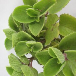 Ajowan (Trachyspermum copticum)