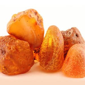 Amber Absolute (Pinus succineferra)