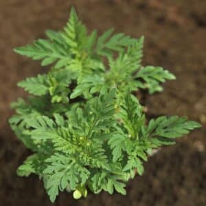 Ambrosia (Ambrosia artemisiifolia)
