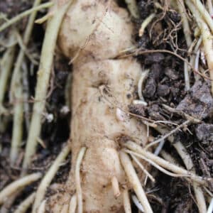 Angelica Root (Angelica archangelica)