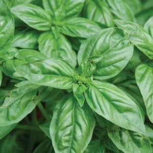 Basil (Ocimum basilicum)