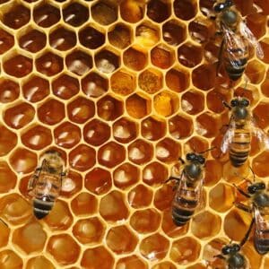 Beeswax Absolute (Apis Mellifera)