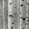 Birch – Sweet (Betula lental)