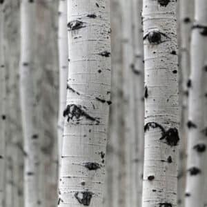 Birch (Betula alba)