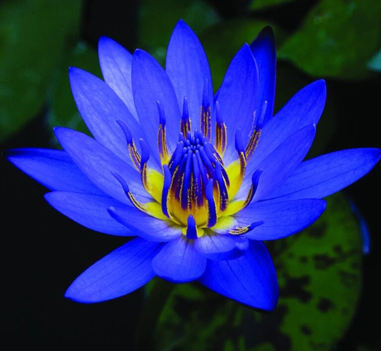 Blue Lotus Absolute (Nymphaea caerulea) – Druid Alchemy