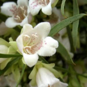 Buddha Wood CO2 Extract (Eremophila mitchellii)