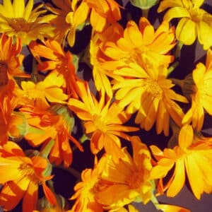 Calendula (Calendula officinalis)