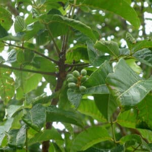 Elemi (Canarium luzonicum)