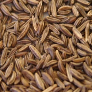 Caraway (Carum carvi)