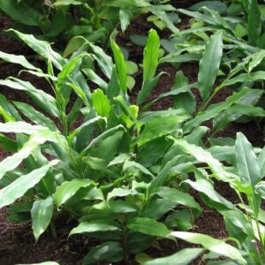 Cardamom (Elettaria cardamomum)