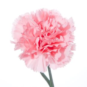 Carnation Absolute (Dianthus caryophyllus)