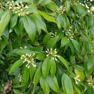 Cassia (Cinnamomum cassia)