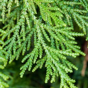 Cedar Leaf (Thuja occidentalis)