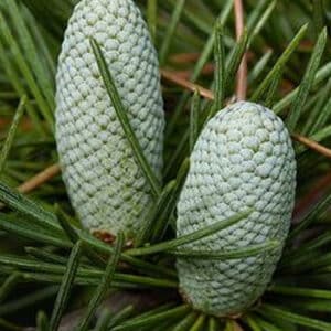Cedarwood Himalayan (Cedrus deodara)