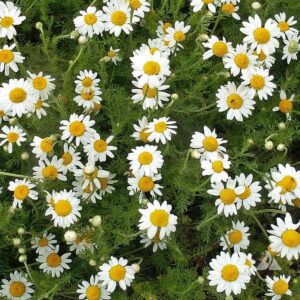 Chamomile - German (Matricaria chamomilia)