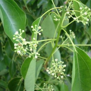 Camphor - White (Cinnamomum camphora)