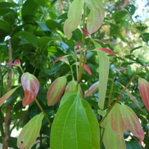 Cinnamon - Leaf (Cinnamomum ceylanicum)