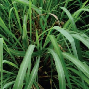 Citronella - Ceylon (Cymbopogon nardus)