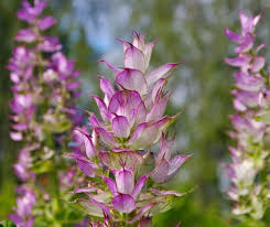Clary Sage (Salvia sclarea)