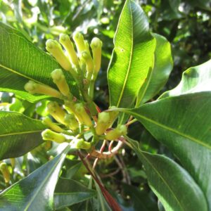 Clove Leaf (Eugenia carophyllata)