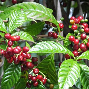 Coffee Absolute (Coffea arabica)