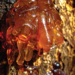 Copal Resin (Daniellia oliveri)