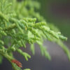 Cypress (Cupressus sempervirens)