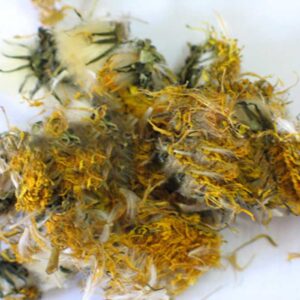Dandelion Flowers (Taraxacum officinalis)