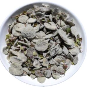 Dittany of Crete (Origanum dictamnus)