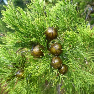 Emerald Cypress CO2 Extract ( Callitris columellaris)