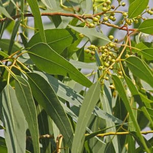 Eucalyptus - Lemon Scented (Eucalyptus citriodora)