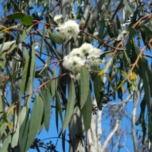 Eucalyptus - Peppermint (Eucalyptus dives)