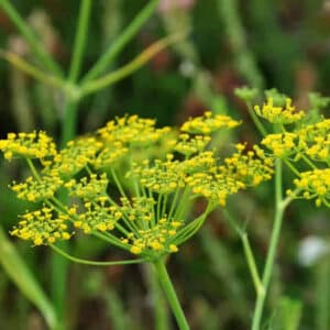 Fennel Sweet (Foeniculum vulgare dulce)