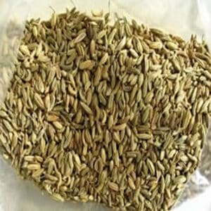 Fennel (Foeniculum vulgare)