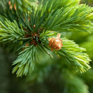 Fir Needle - Siberian (Abies sibirica)