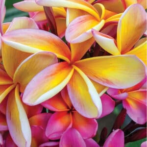 Frangipani Absolute (Plumeria alba)