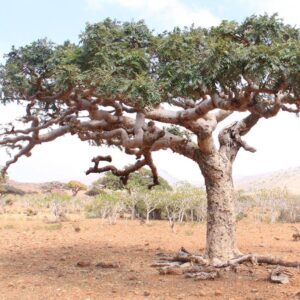 Frankincense (Boswellia carterii)