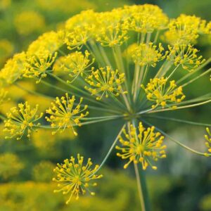 Galbanum (Ferula gummosa)